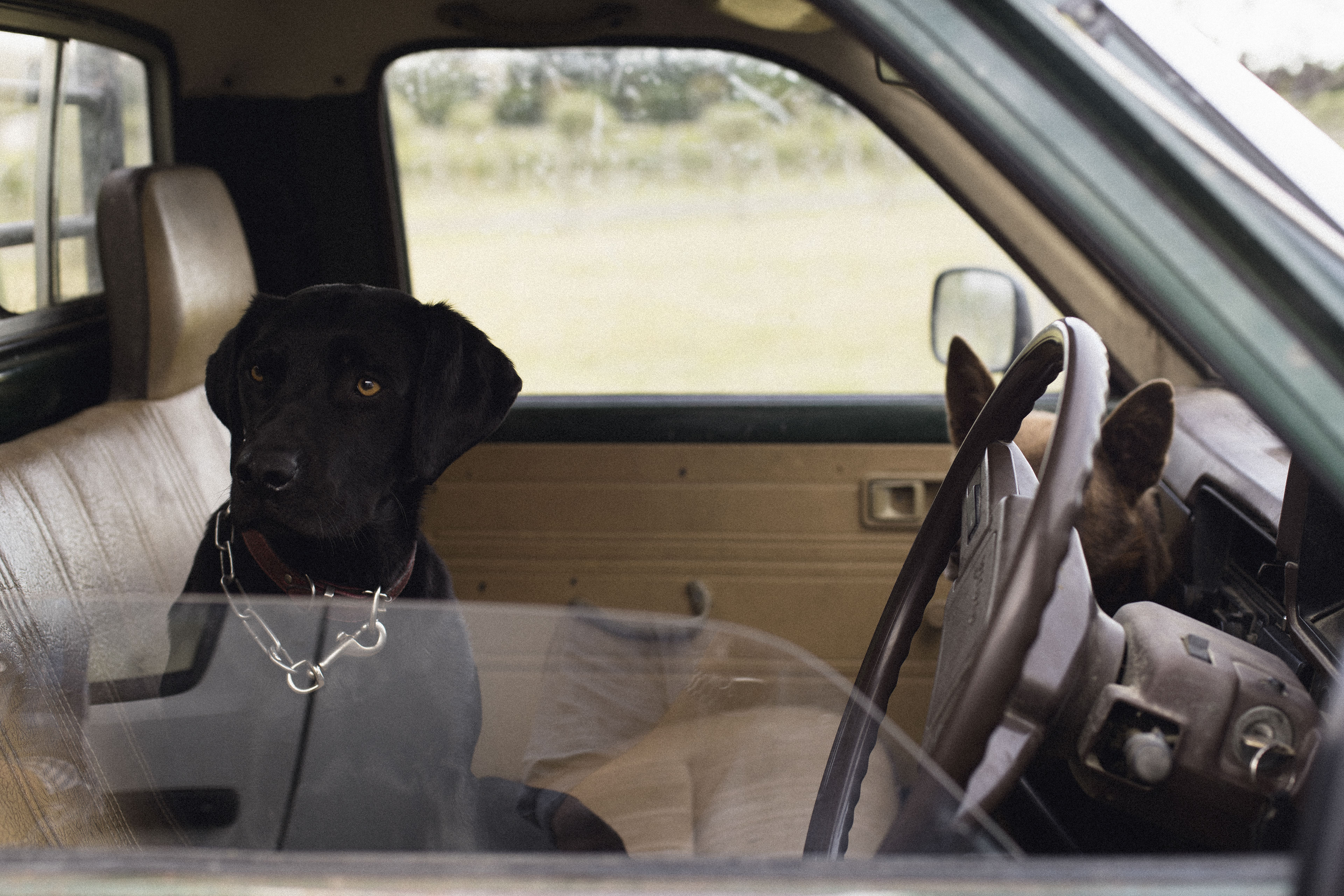 kings truffle dog in a car
